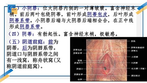 陰地位置|陰蒂:陰蒂又稱陰核、陰豆等（英文：Clitoris)。位於兩側小陰唇之。